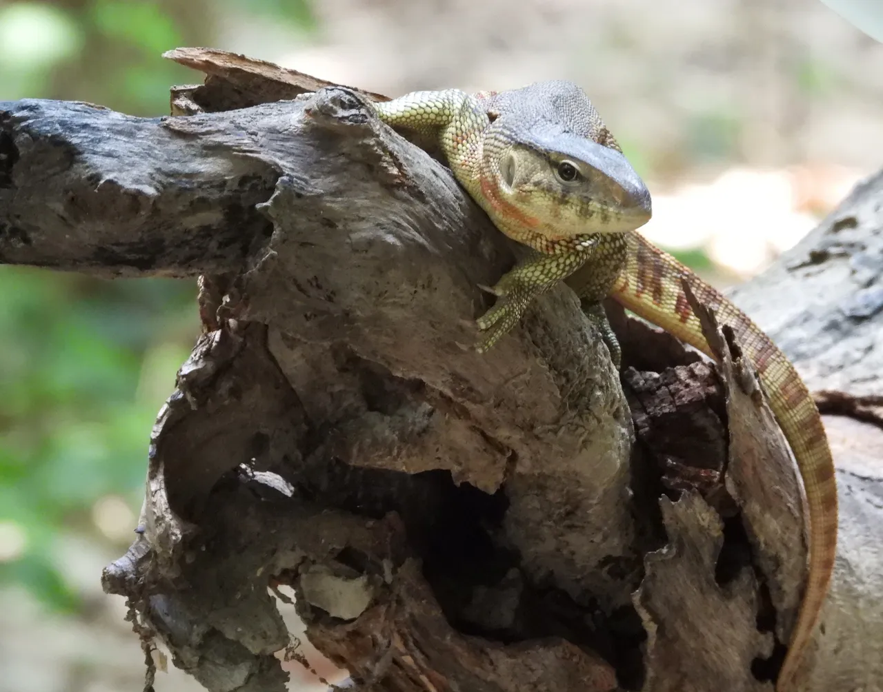 A Yellow Monitor Lizard