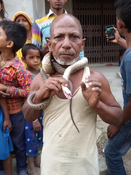 A village snake-killer