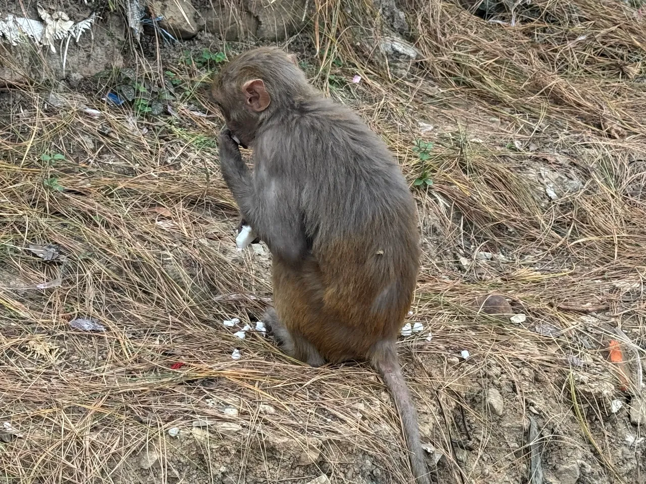 An Assamese Monkey eating junk food