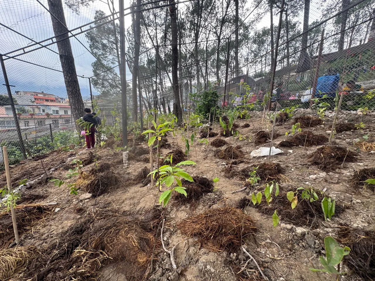 Miyawaki forest being planted7