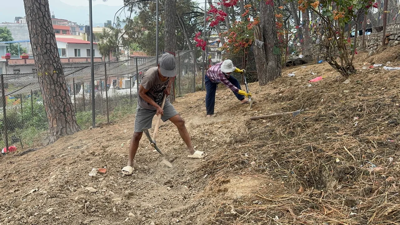 Picks, shovels and pine needles
