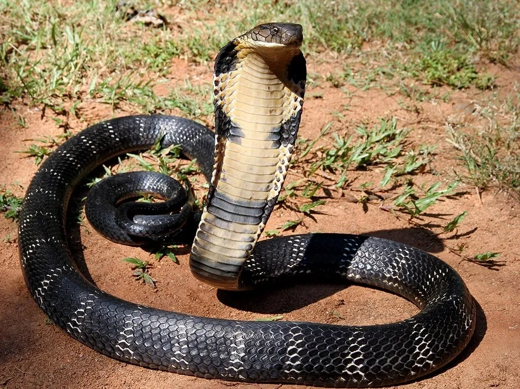 The King Cobra - it can move through the jungle at 60km per hour and is adept at climbing trees