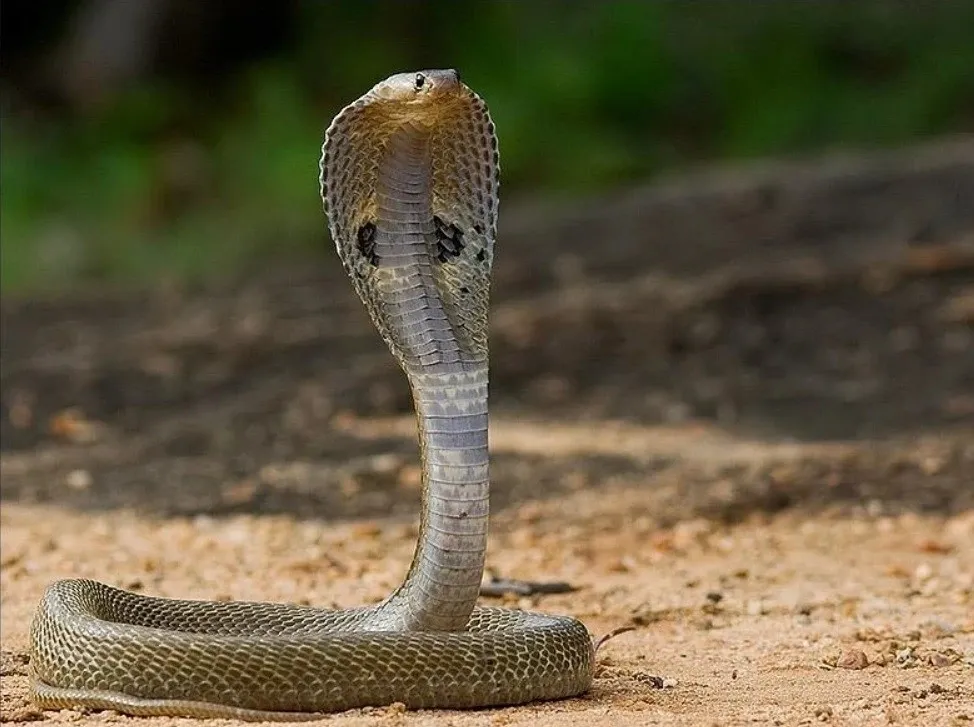 The Spectacled Cobra - Dev says it's a fairly calm snake to rescue