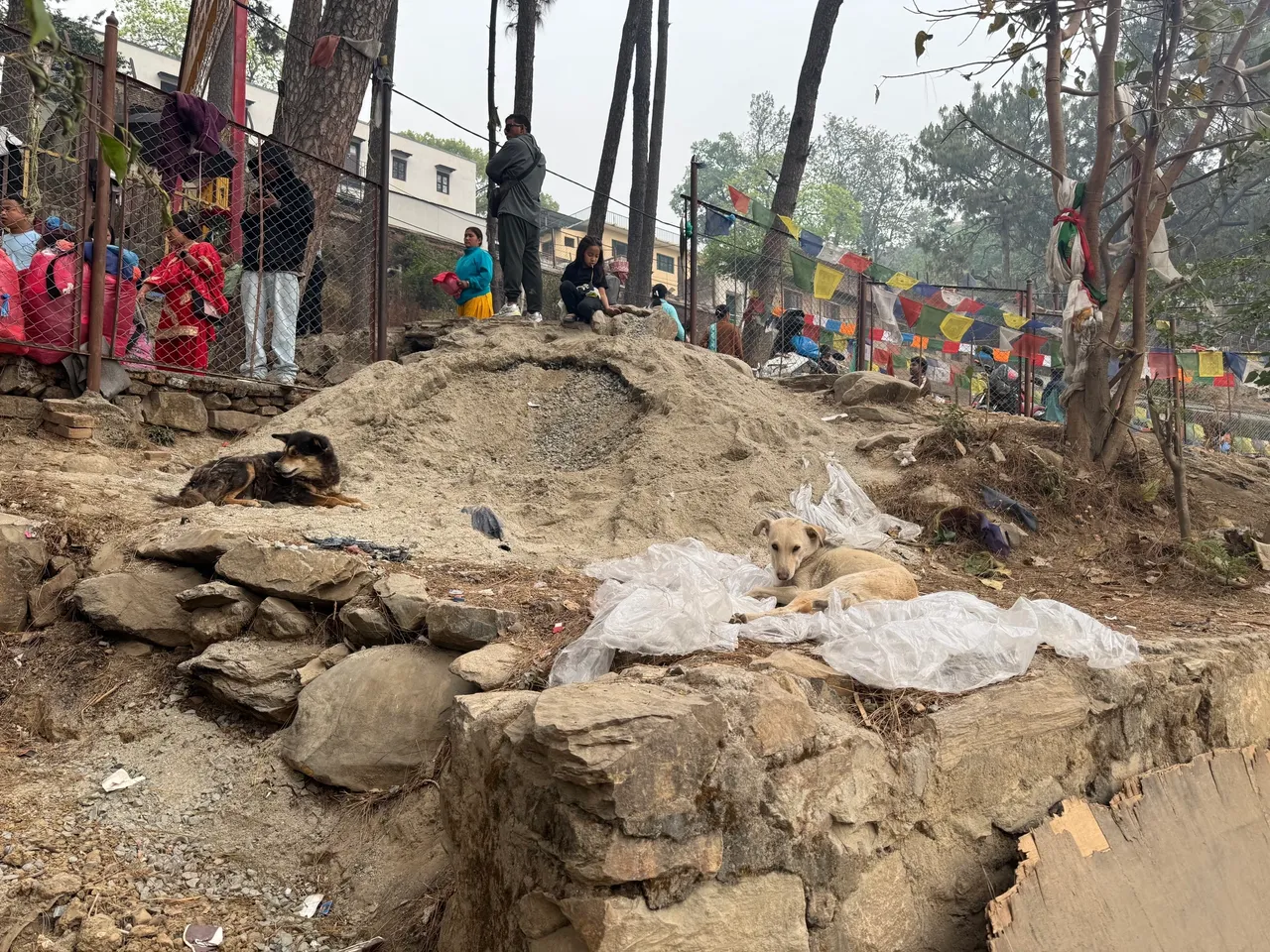 The obligatory Kathmandu street dogs supervising the workers