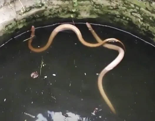 The two male cobras that Dev rescued. They had been fighting over a female while on the edge of the well. There's a lesson there somewhere.