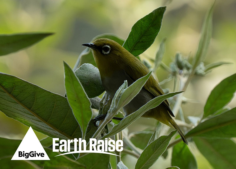 Indian-White-eye2-overlay Earth Raise 2026